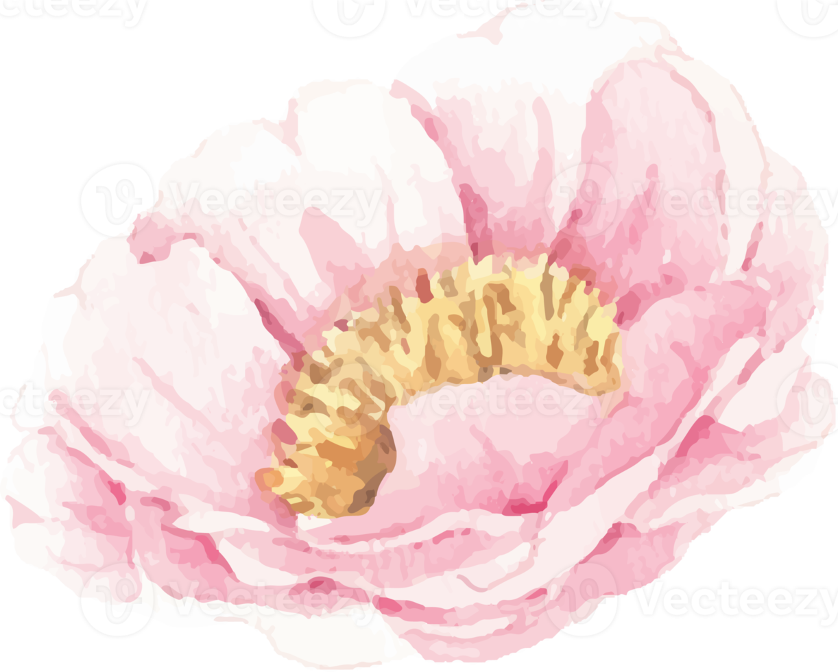 watercolor pink peony flower and green leaves elements png