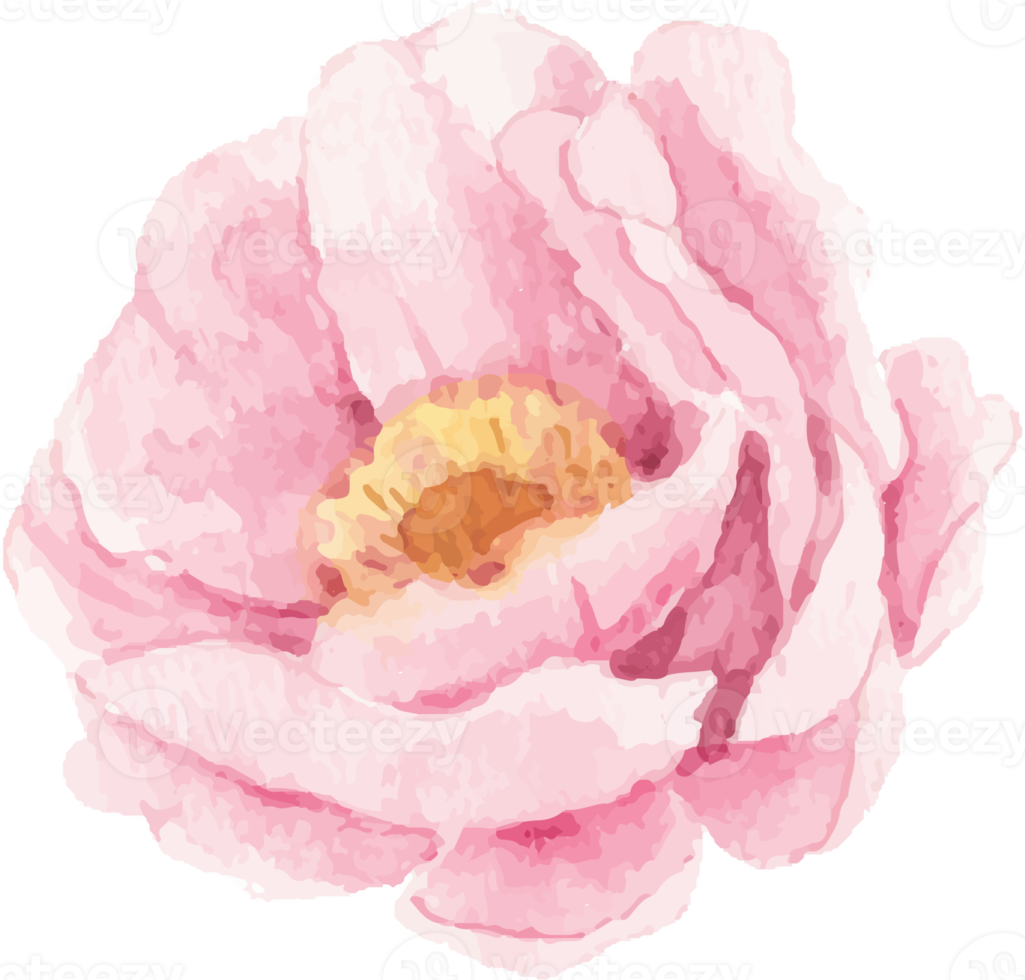 watercolor pink peony flower and green leaves elements png