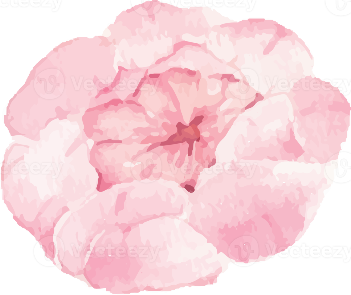 watercolor pink peony flower and green leaves elements png