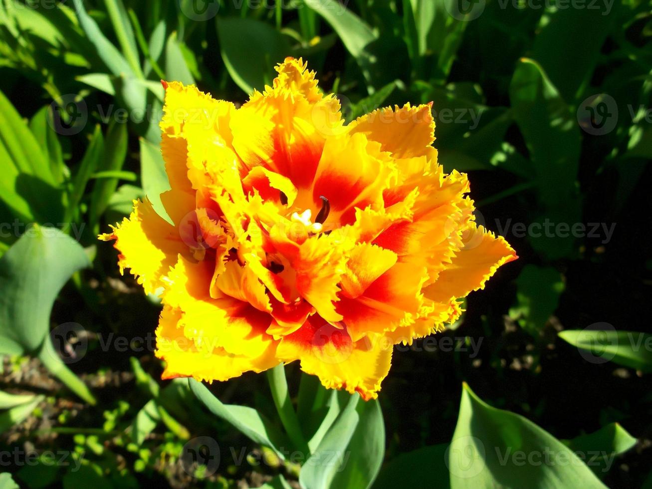 Orange tulip. A wonderful spring flower photo