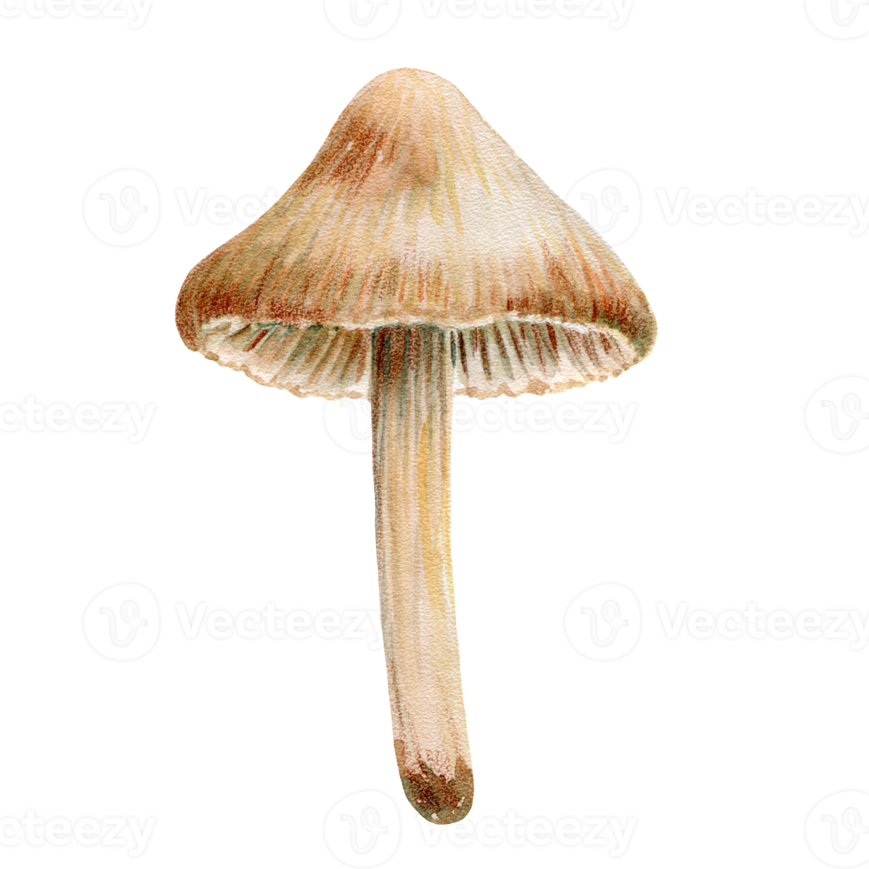 champignon vénéneux sur une jambe mince, champignon vénéneux, illustration à l'aquarelle png