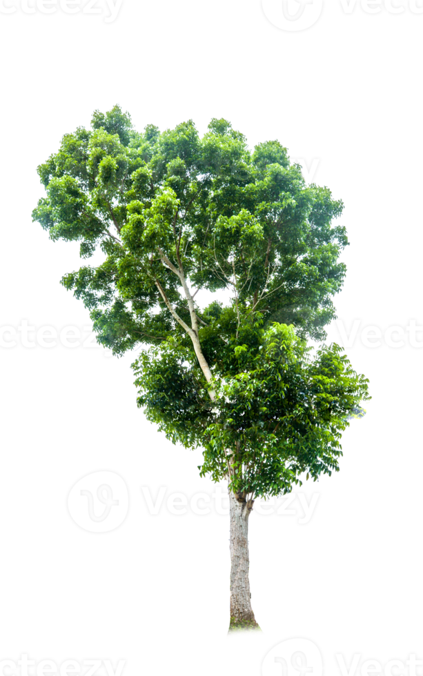 träd i de fuktig tropisk skogar av thailand på en transparent bakgrund. för dekoration i de projekt png