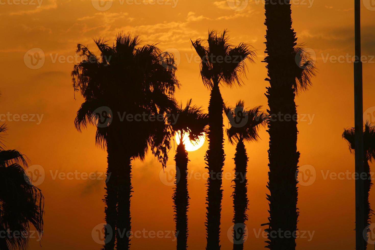 palmeras en el parque de la ciudad durante el amanecer foto