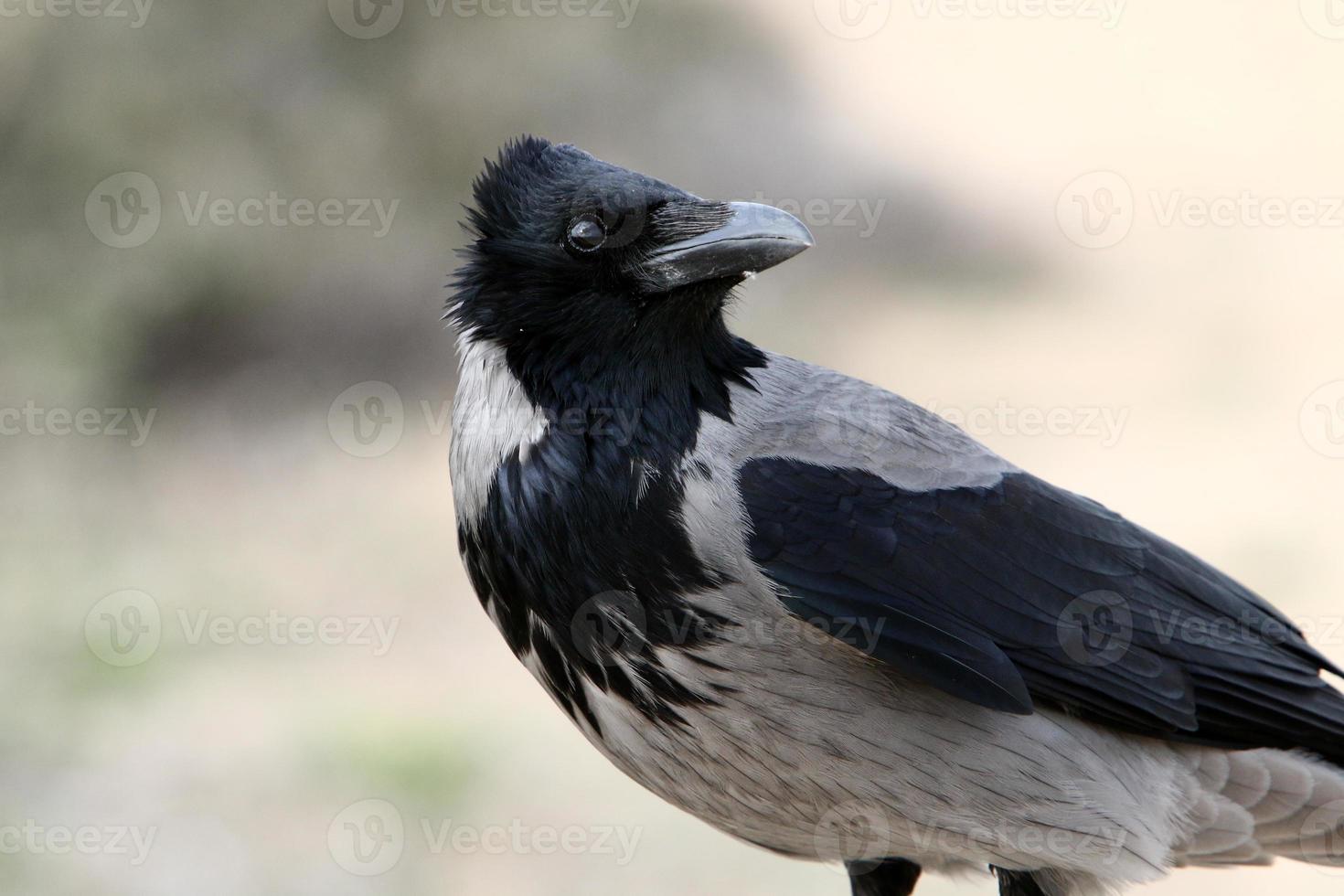 Hooded crow in a city park in Israel photo