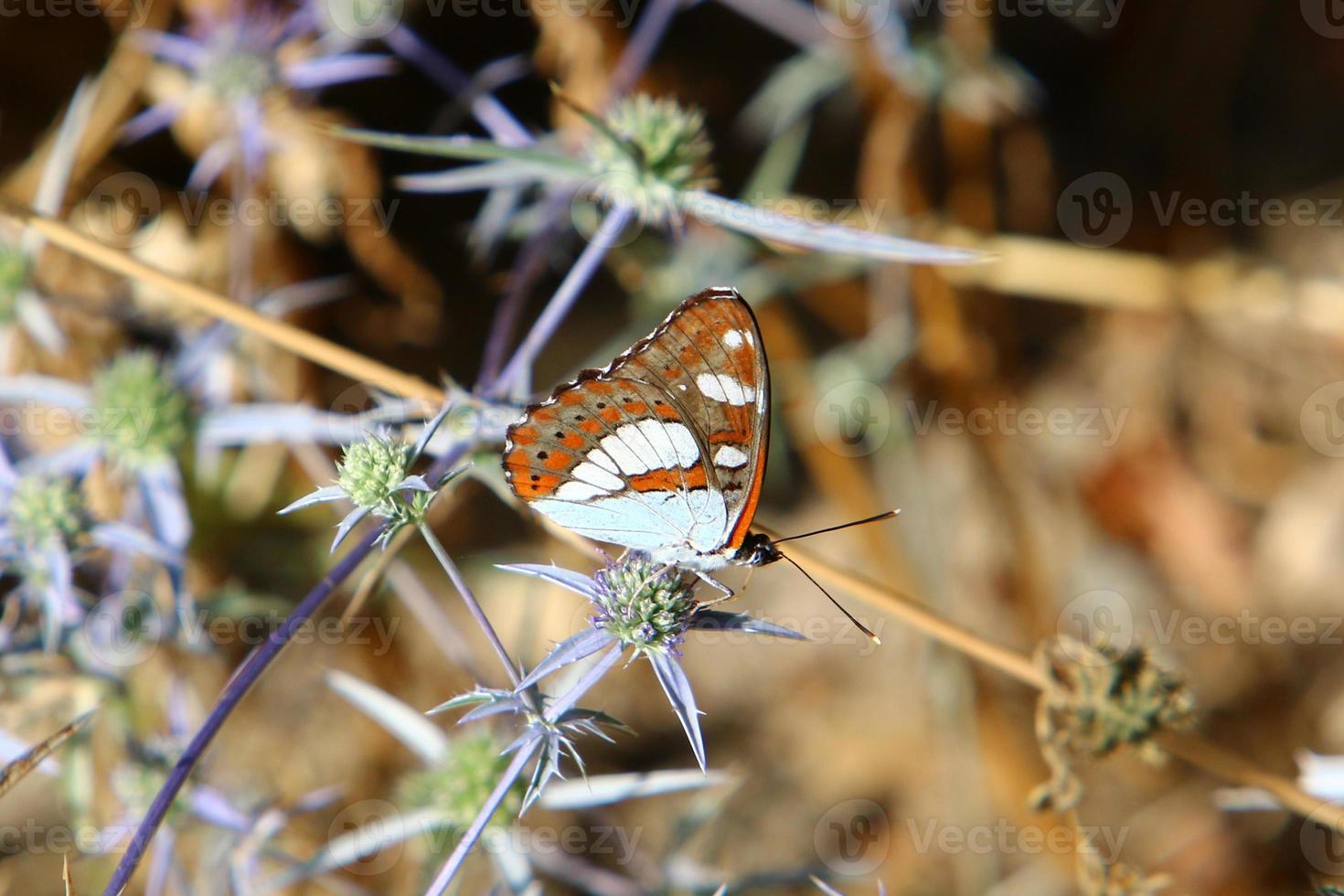 A multi-colored butterfly sits sits on a flower in a city park. photo