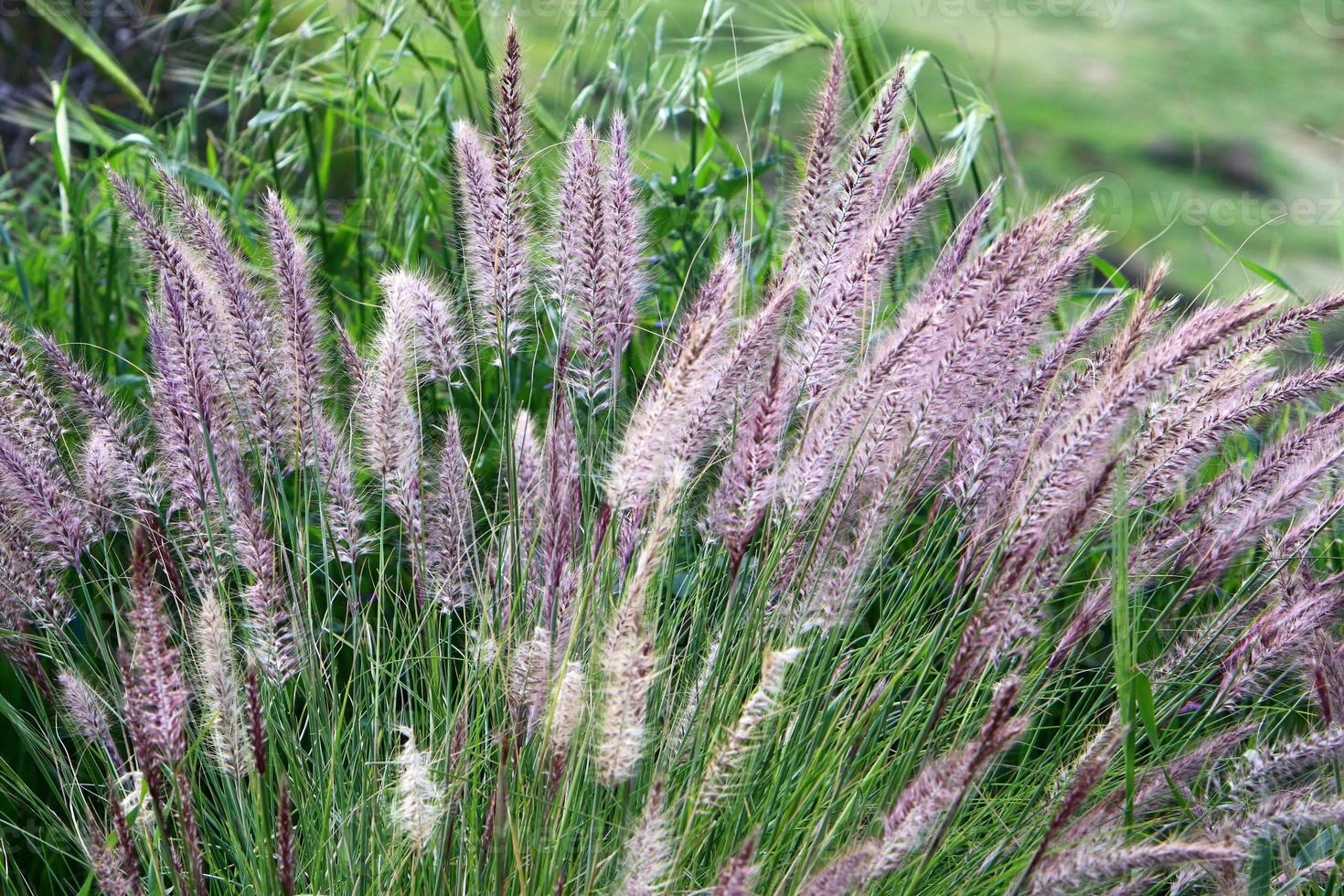 Field spikelets natural dried flowers 80 centimeters high. photo