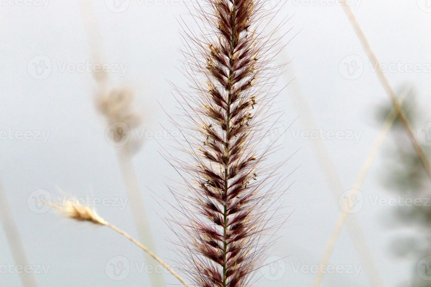 Field spikelets natural dried flowers 80 centimeters high. photo