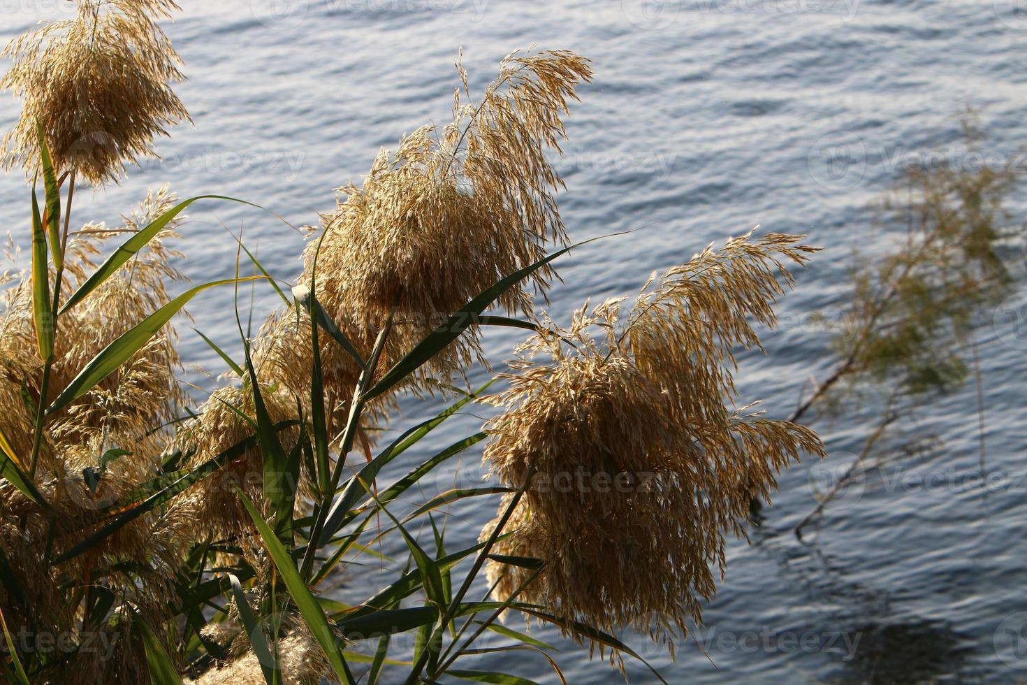 Field spikelets natural dried flowers 80 centimeters high. photo