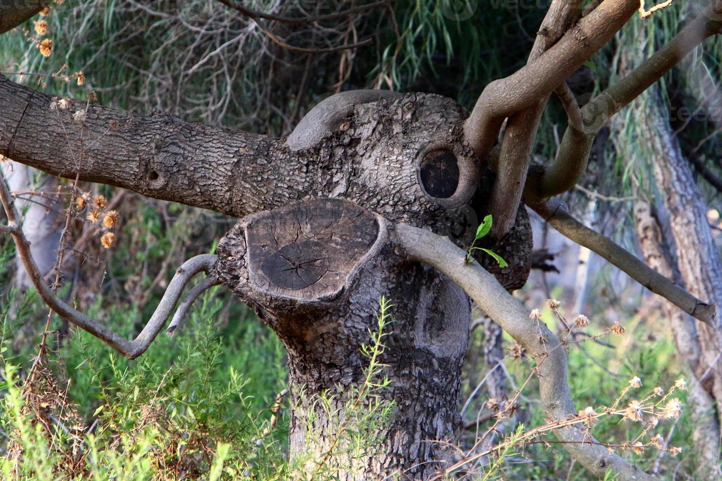 An old stump is a small part of a felled tree trunk. photo