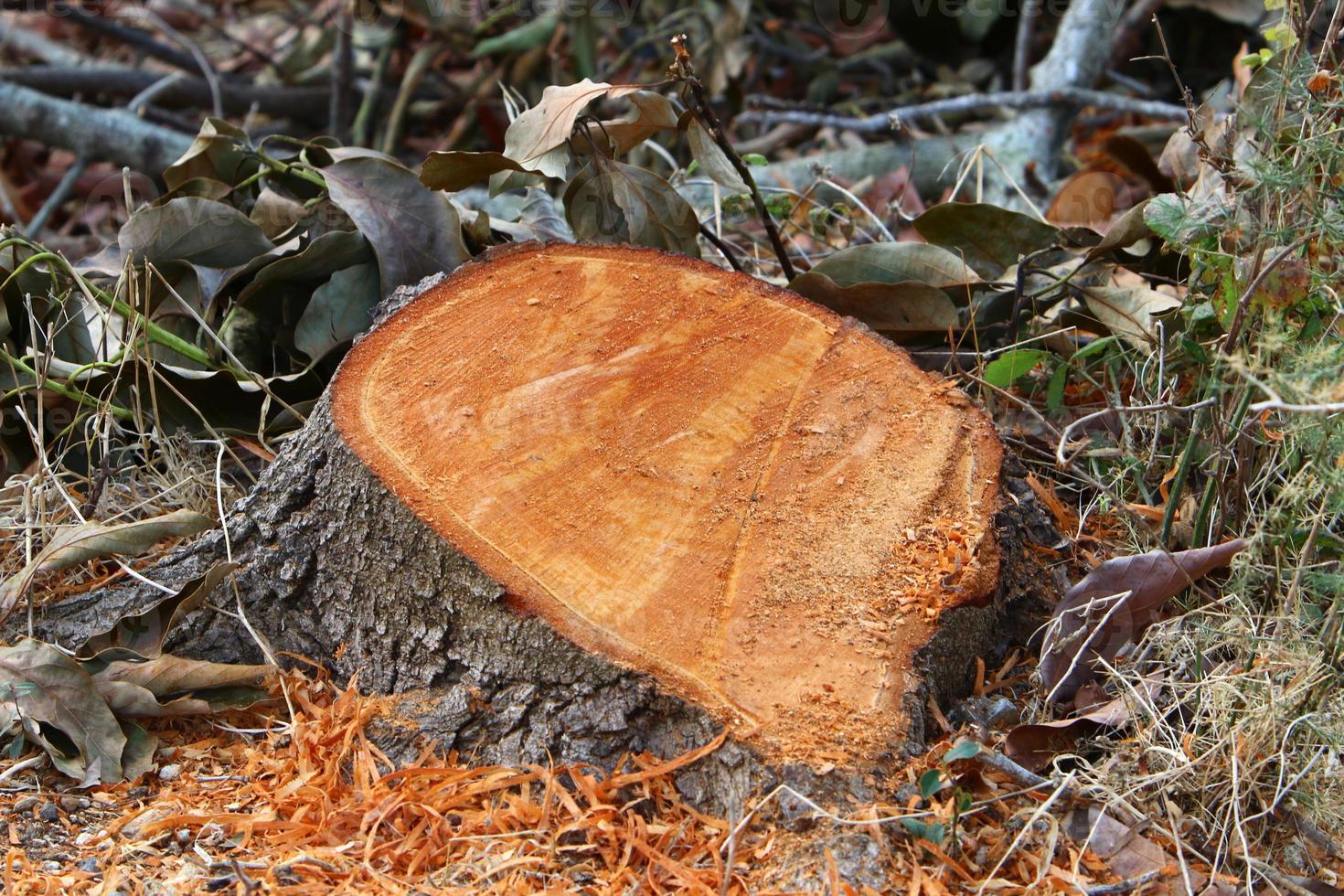 An old stump is a small part of a felled tree trunk. photo