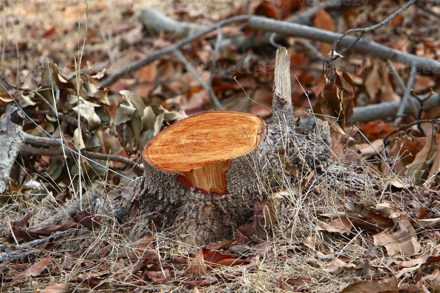 An old stump is a small part of a felled tree trunk. photo