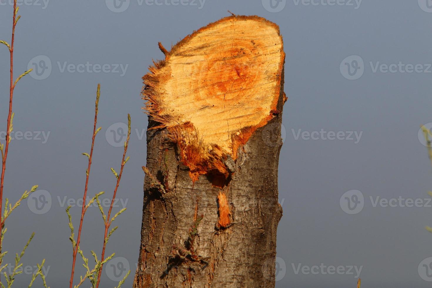 An old stump is a small part of a felled tree trunk. photo