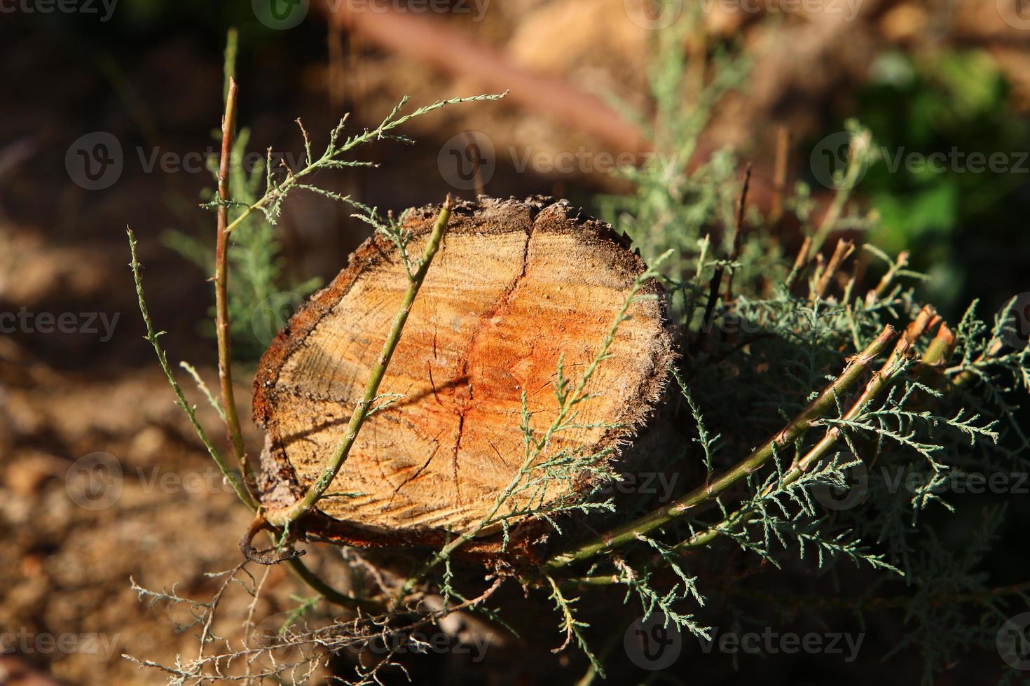 An old stump is a small part of a felled tree trunk. photo