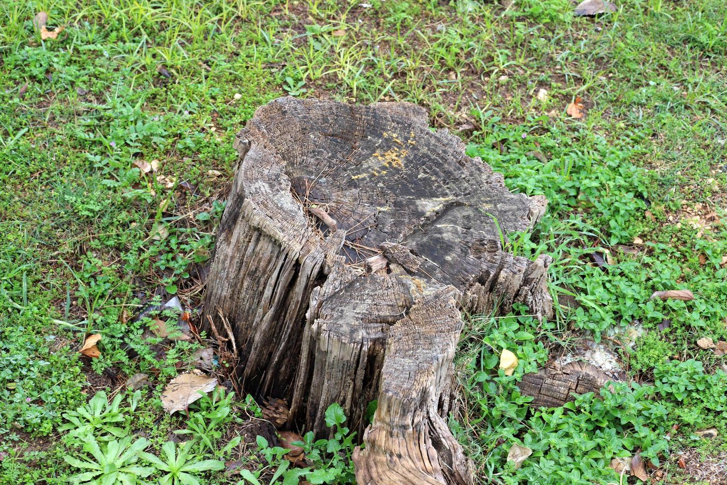 An old stump is a small part of a felled tree trunk. photo