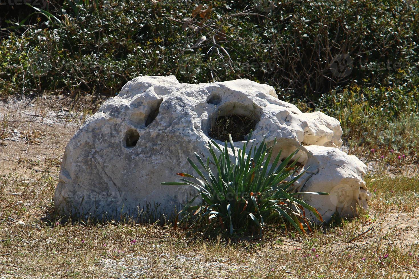 Stones in a city park by the sea in northern Israel photo