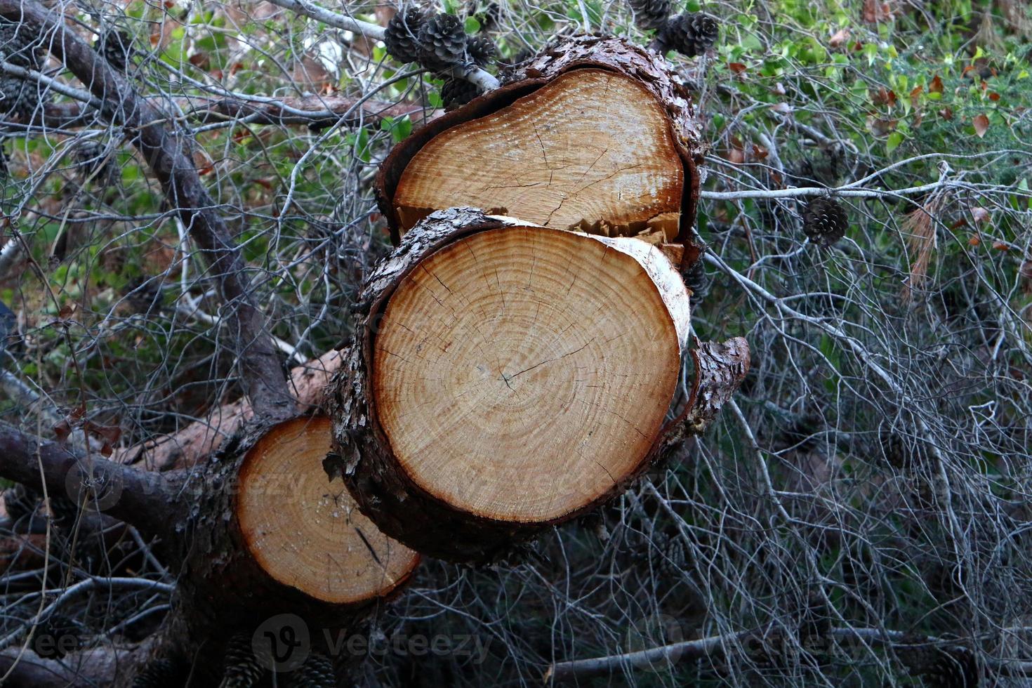 An old stump is a small part of a felled tree trunk. photo