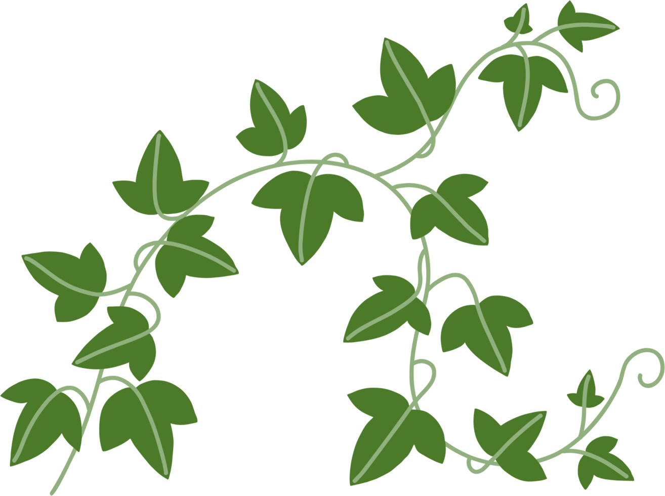 Simplicity ivy freehand drawing png