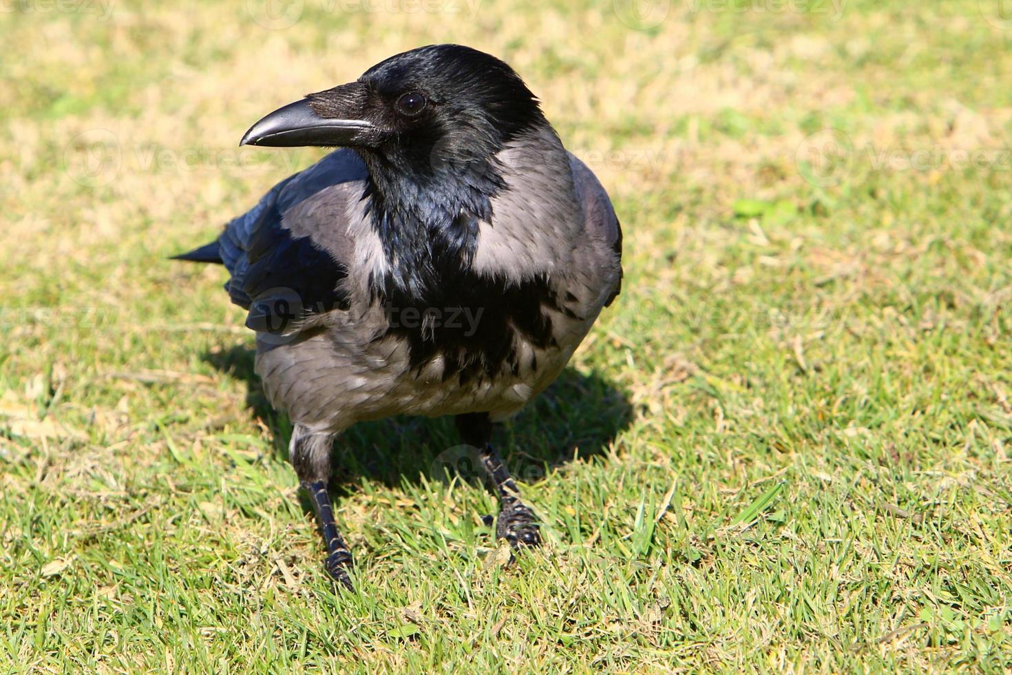 Hooded crow in a city park in Israel photo