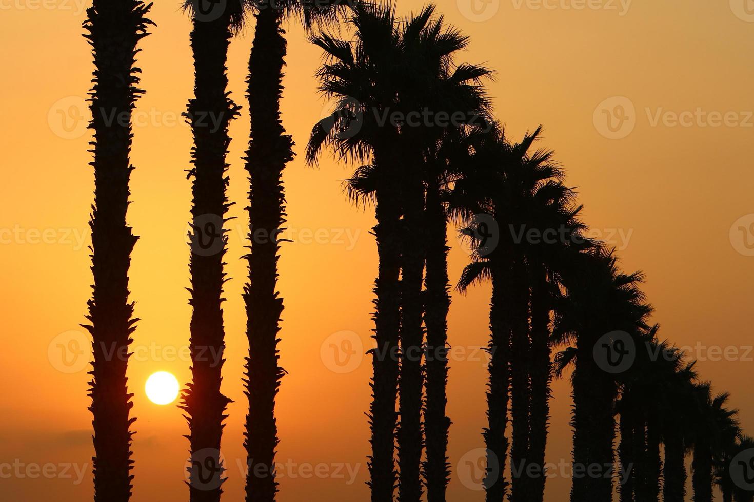 Palm trees in city park during sunrise photo