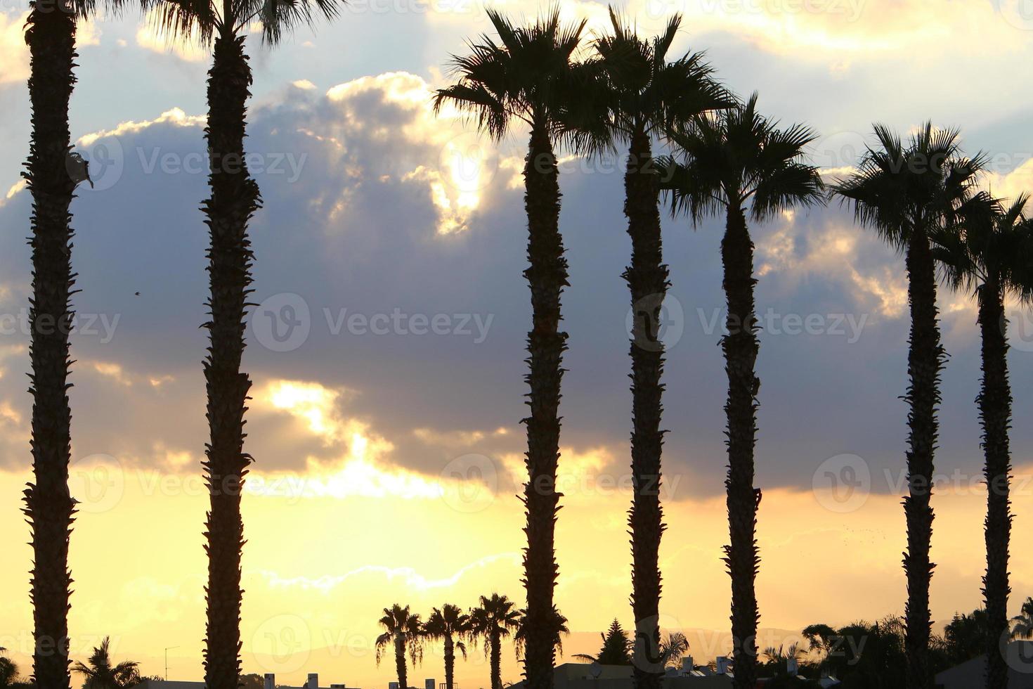 Palm trees in city park during sunrise photo