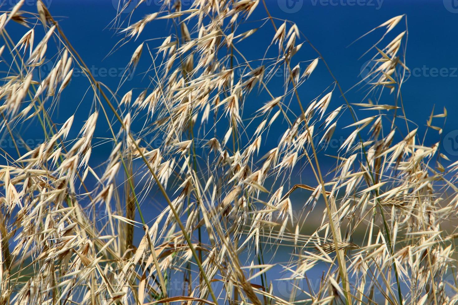 Field spikelets natural dried flowers 80 centimeters high. photo