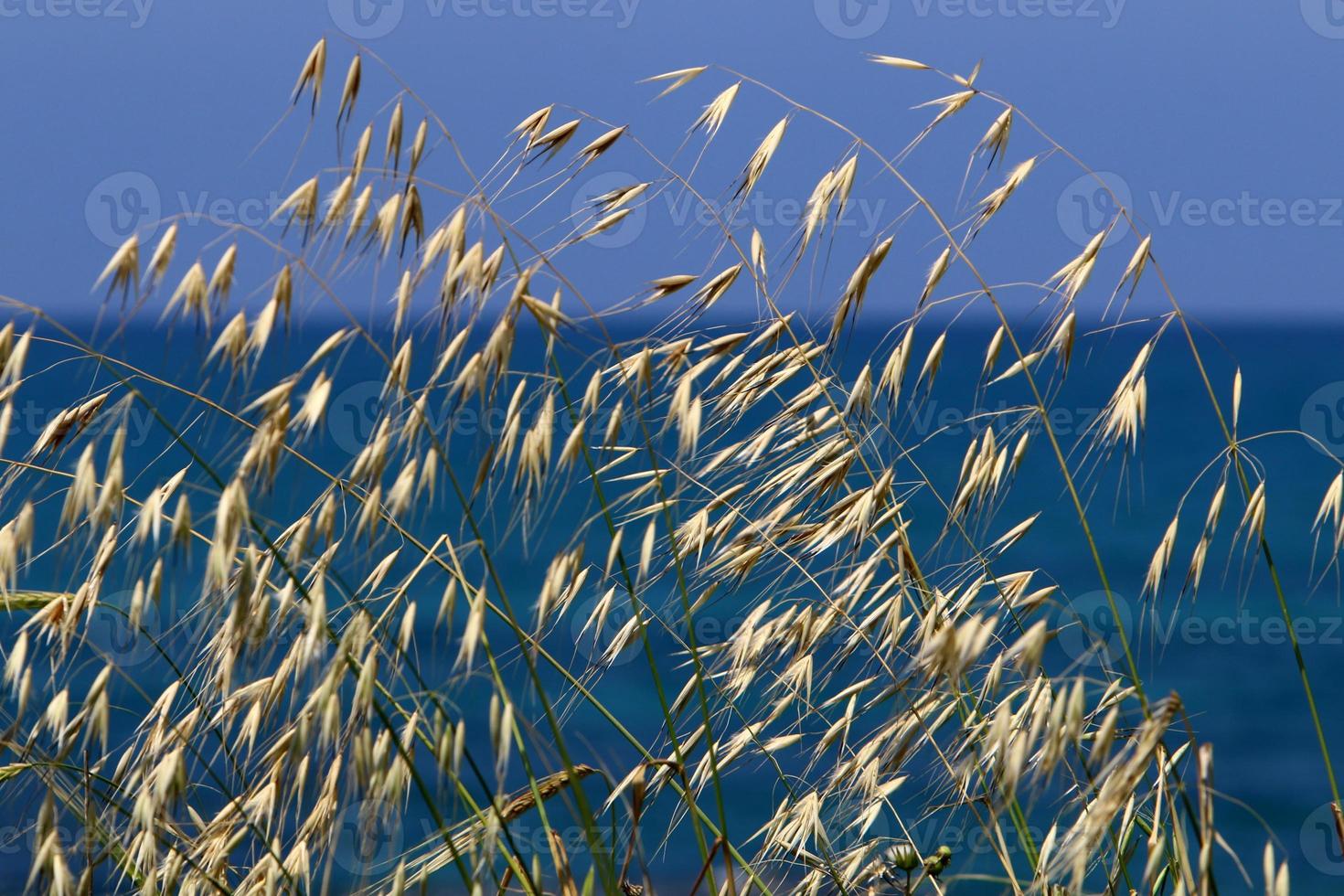 Field spikelets natural dried flowers 80 centimeters high. photo