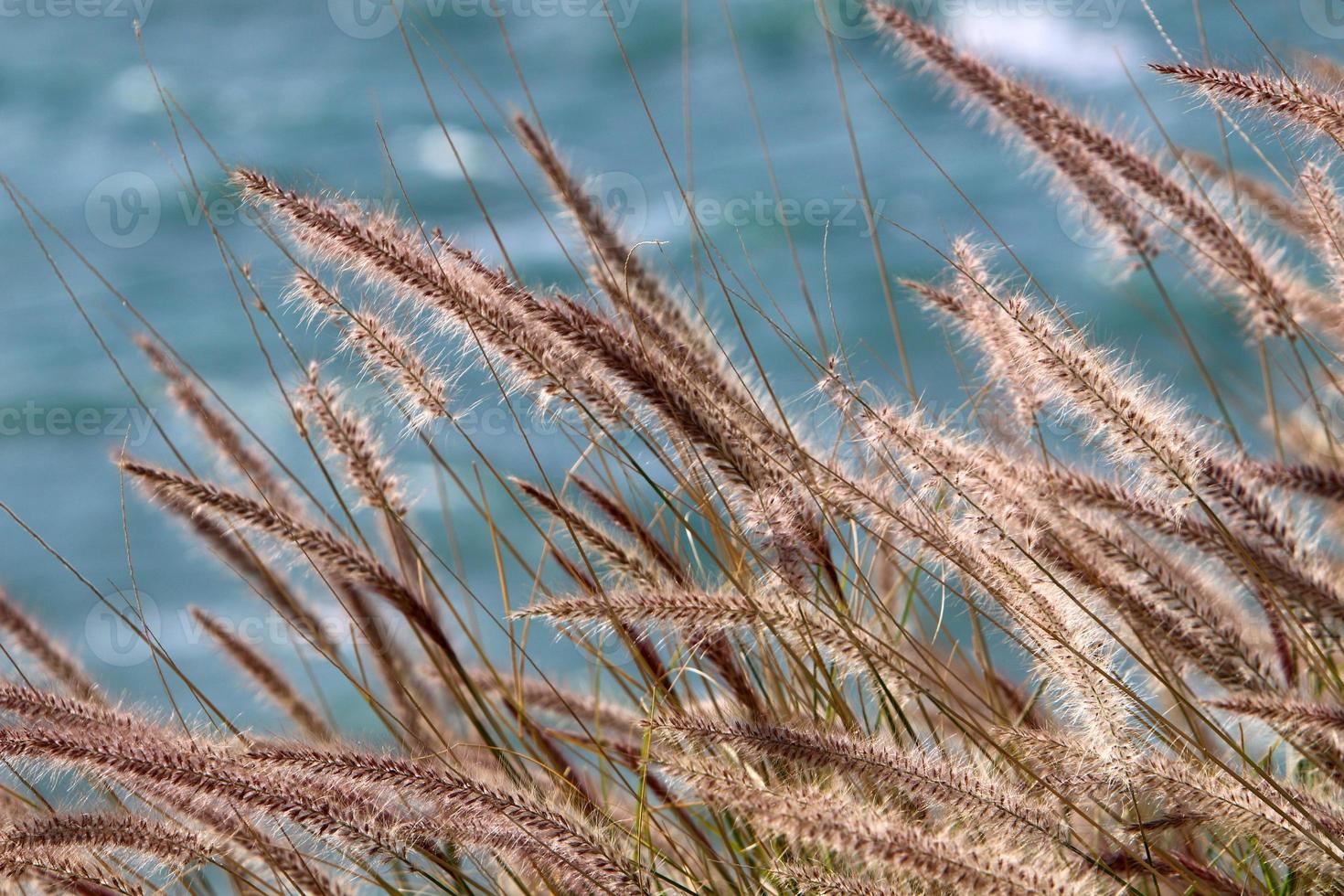 Field spikelets natural dried flowers 80 centimeters high. photo