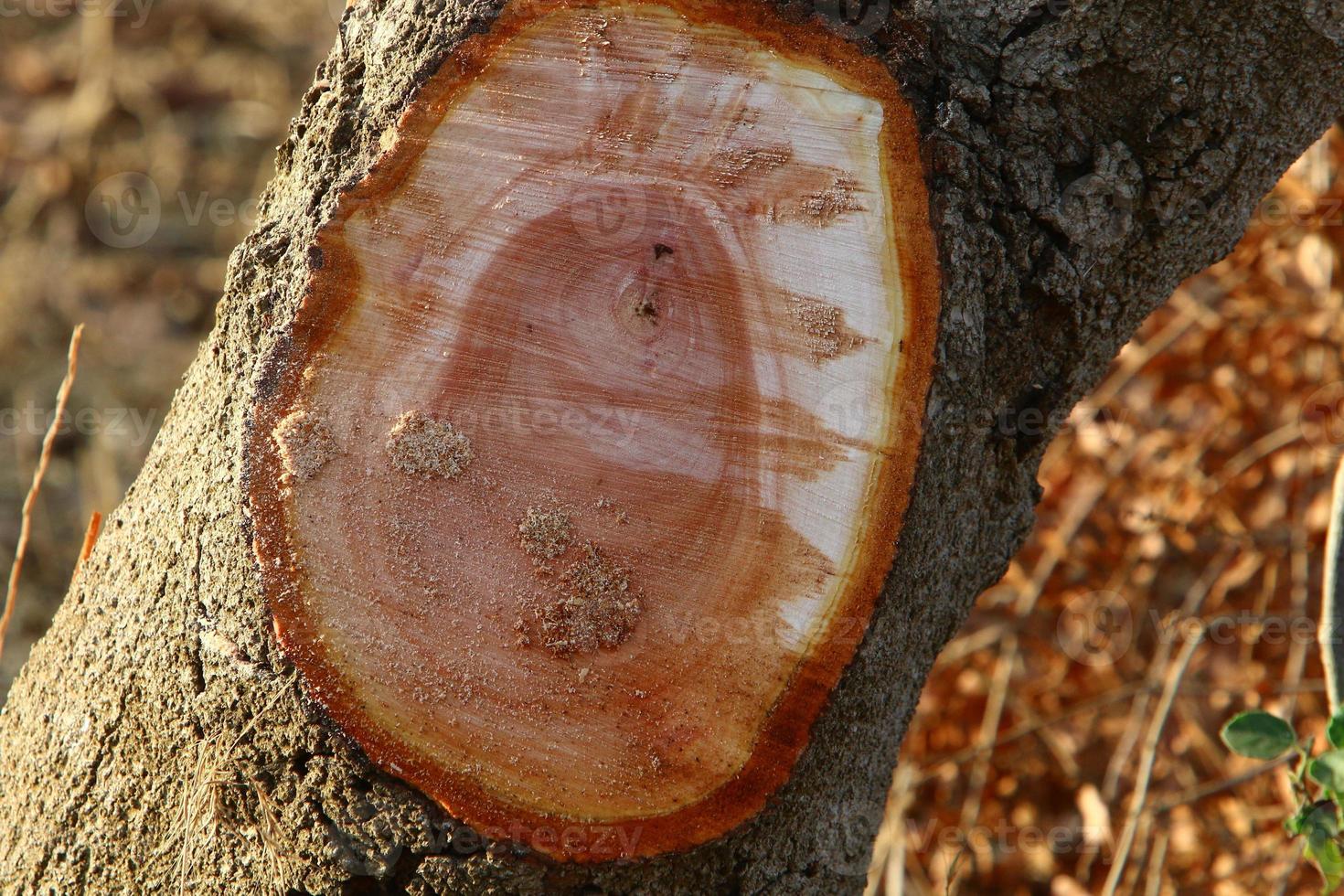 An old stump is a small part of a felled tree trunk. photo