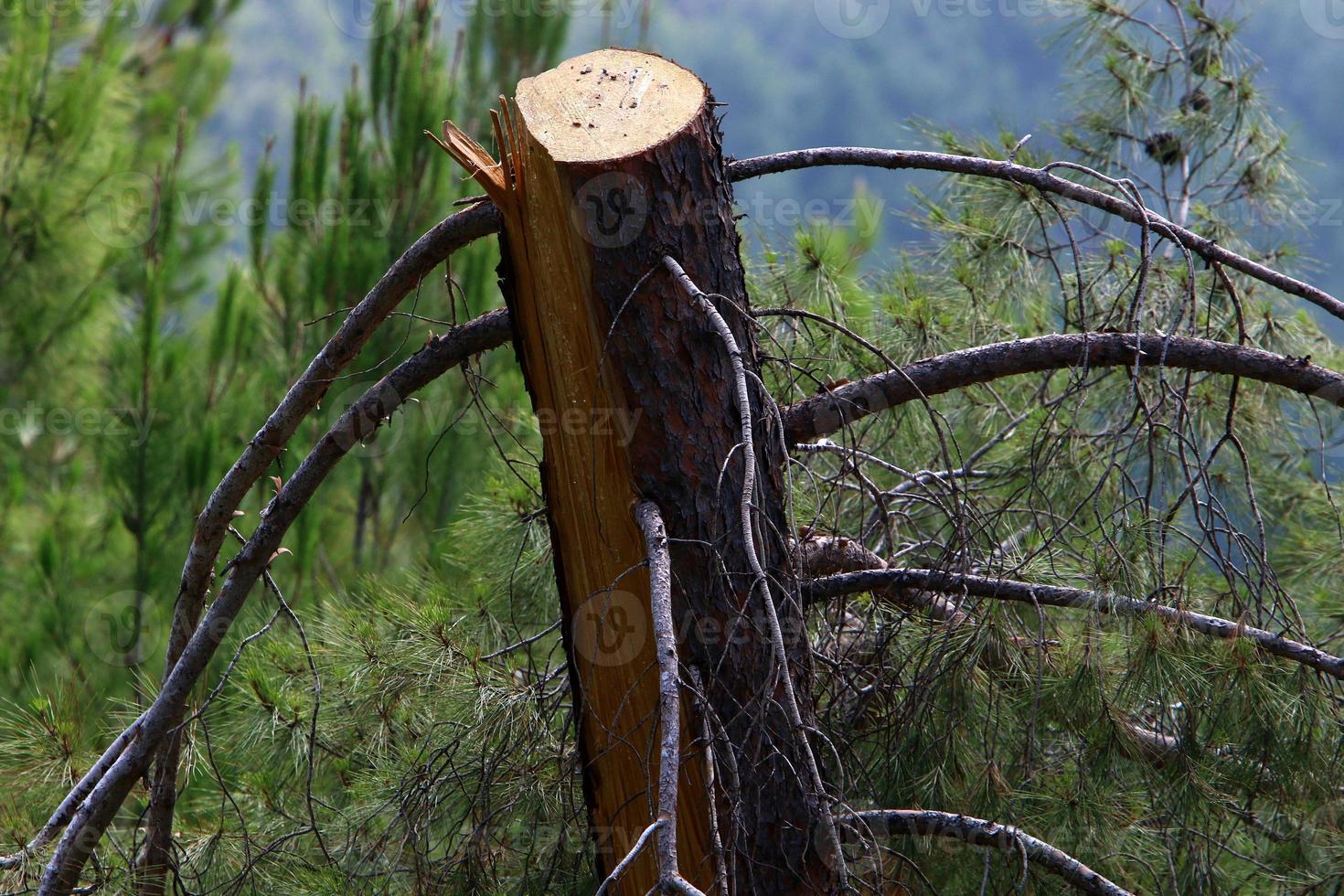 An old stump is a small part of a felled tree trunk. photo