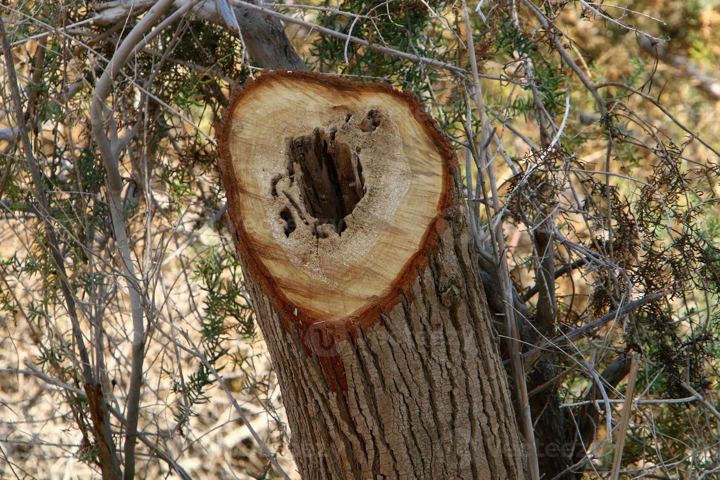 An old stump is a small part of a felled tree trunk. photo