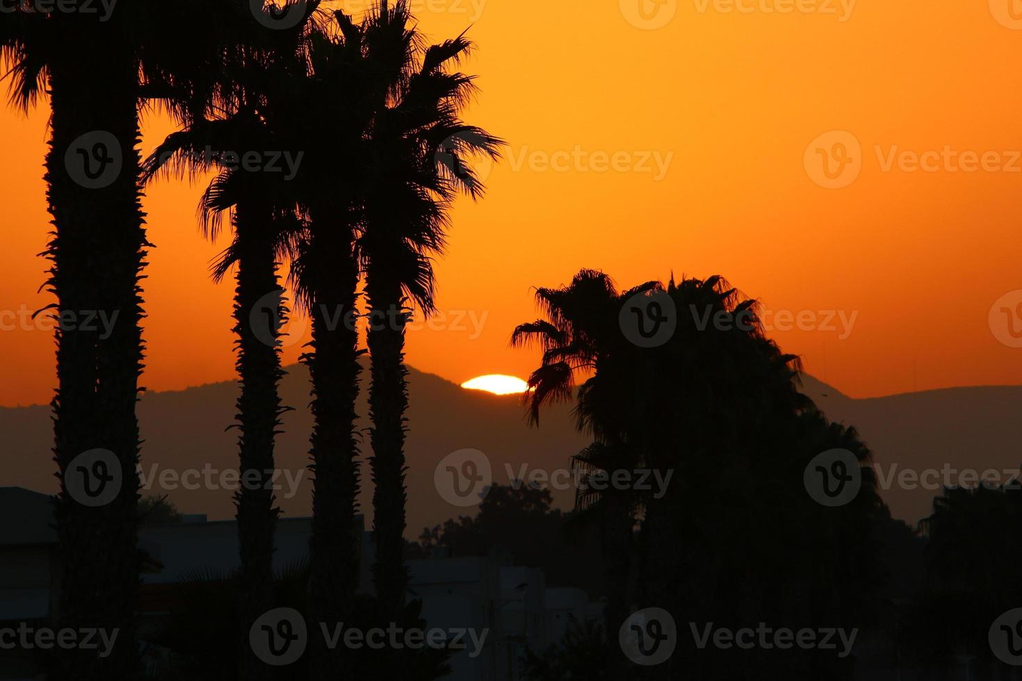 Palm trees in city park during sunrise photo