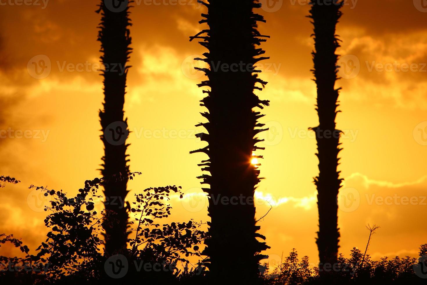 Palm trees in city park during sunrise photo