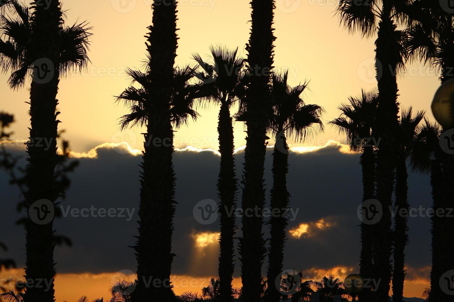 Palm trees in city park during sunrise photo