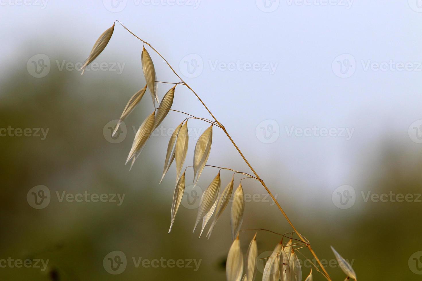 Field spikelets natural dried flowers 80 centimeters high. photo