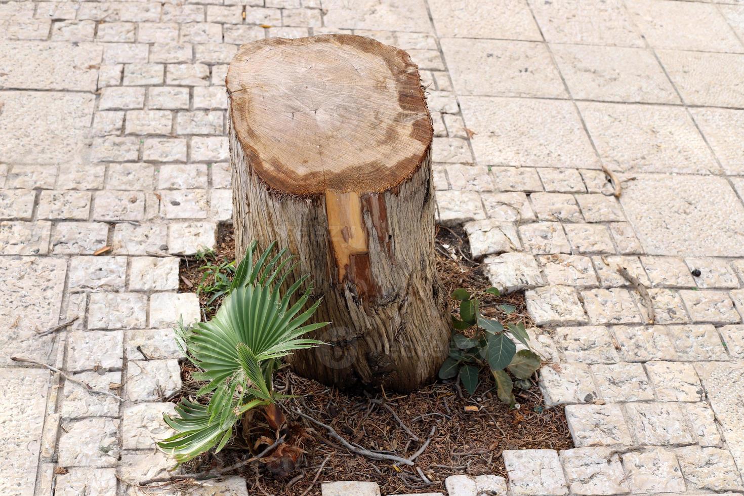 An old stump is a small part of a felled tree trunk. photo