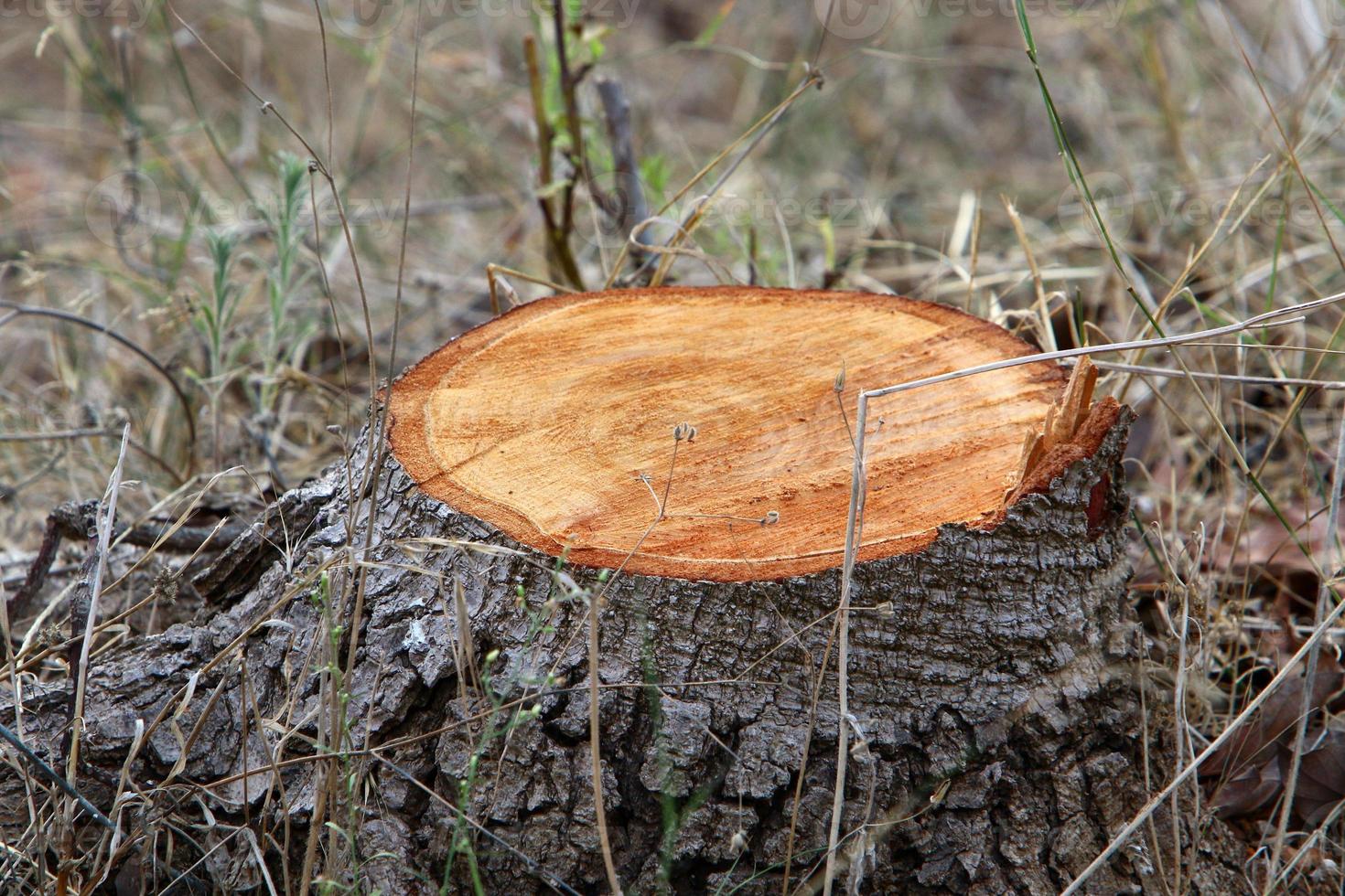 An old stump is a small part of a felled tree trunk. photo