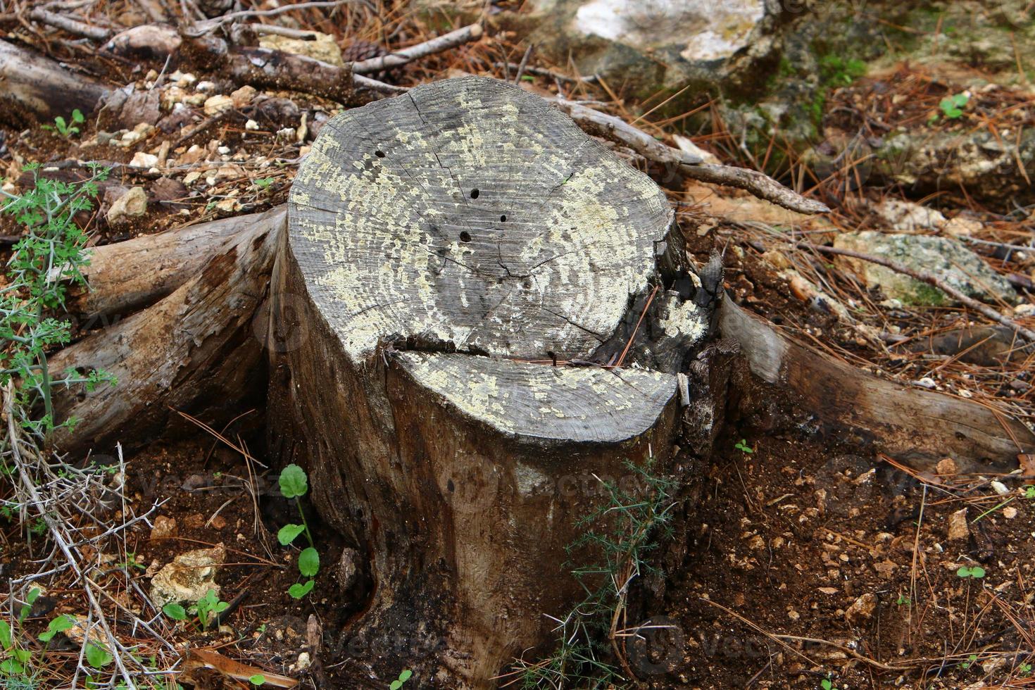 An old stump is a small part of a felled tree trunk. photo