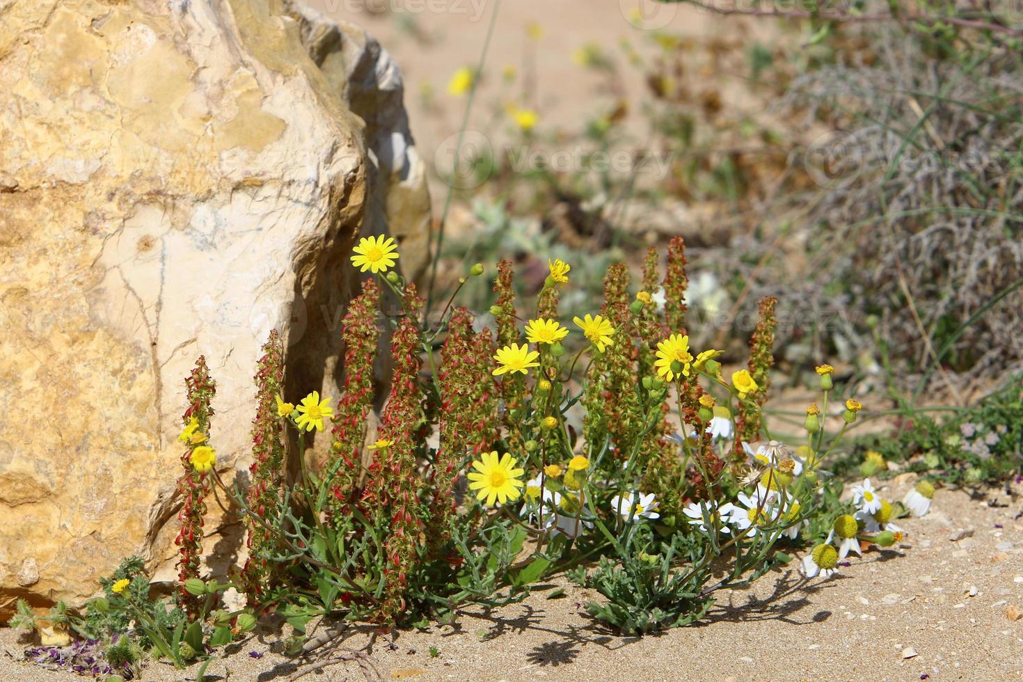 Chrysanthemums bloom in a city park in northern Israel. photo