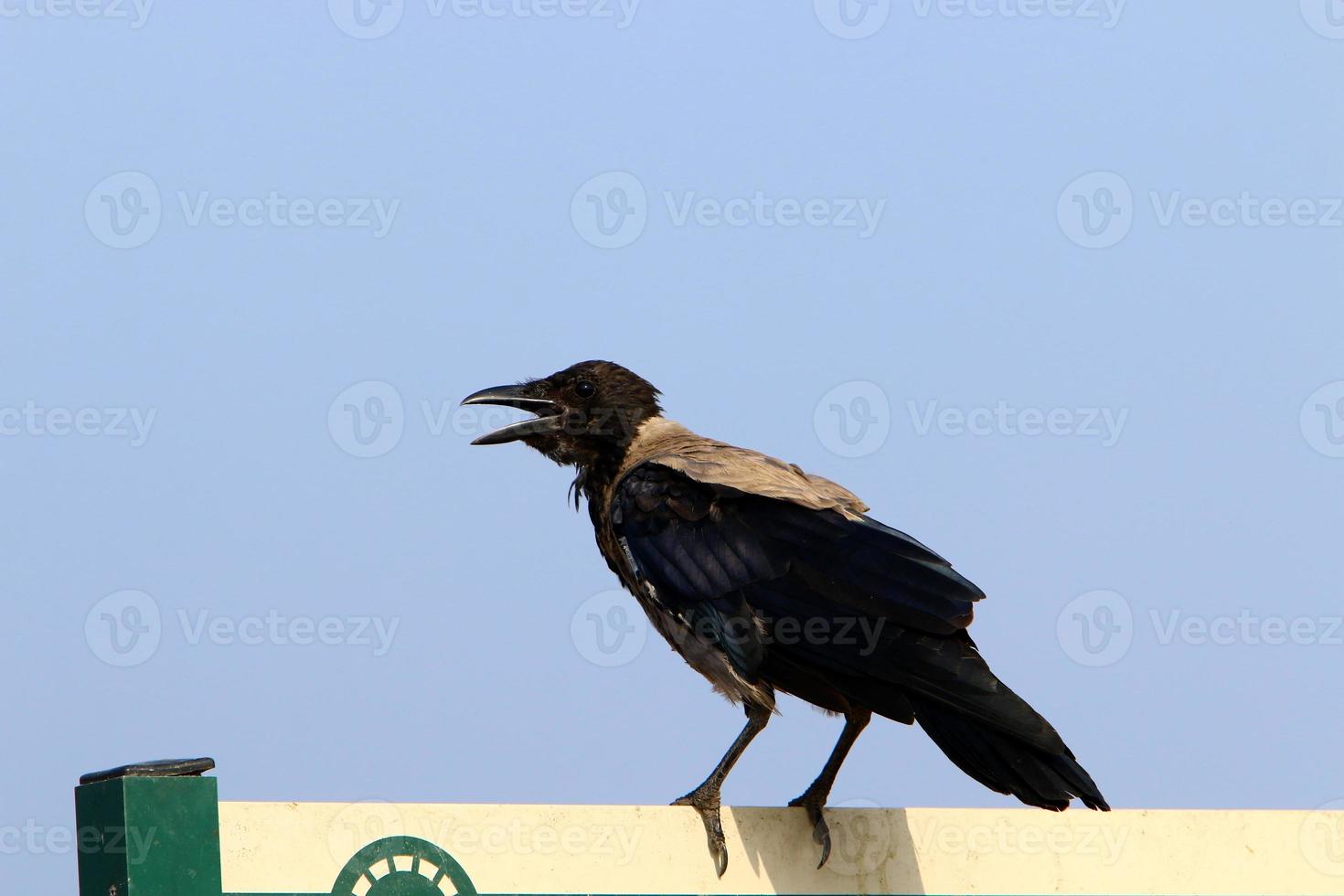 Hooded crow in a city park in Israel photo