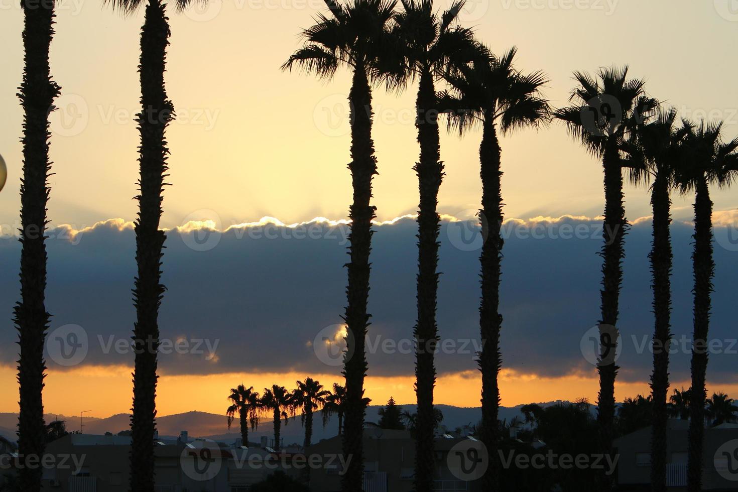 Palm trees in city park during sunrise photo
