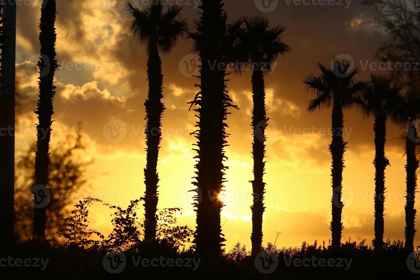 Palm trees in city park during sunrise photo