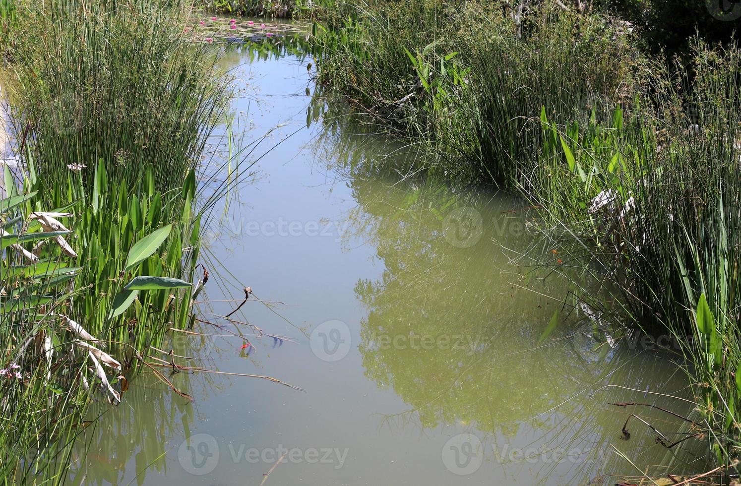 Vegetation on the banks of a river in northern Israel photo