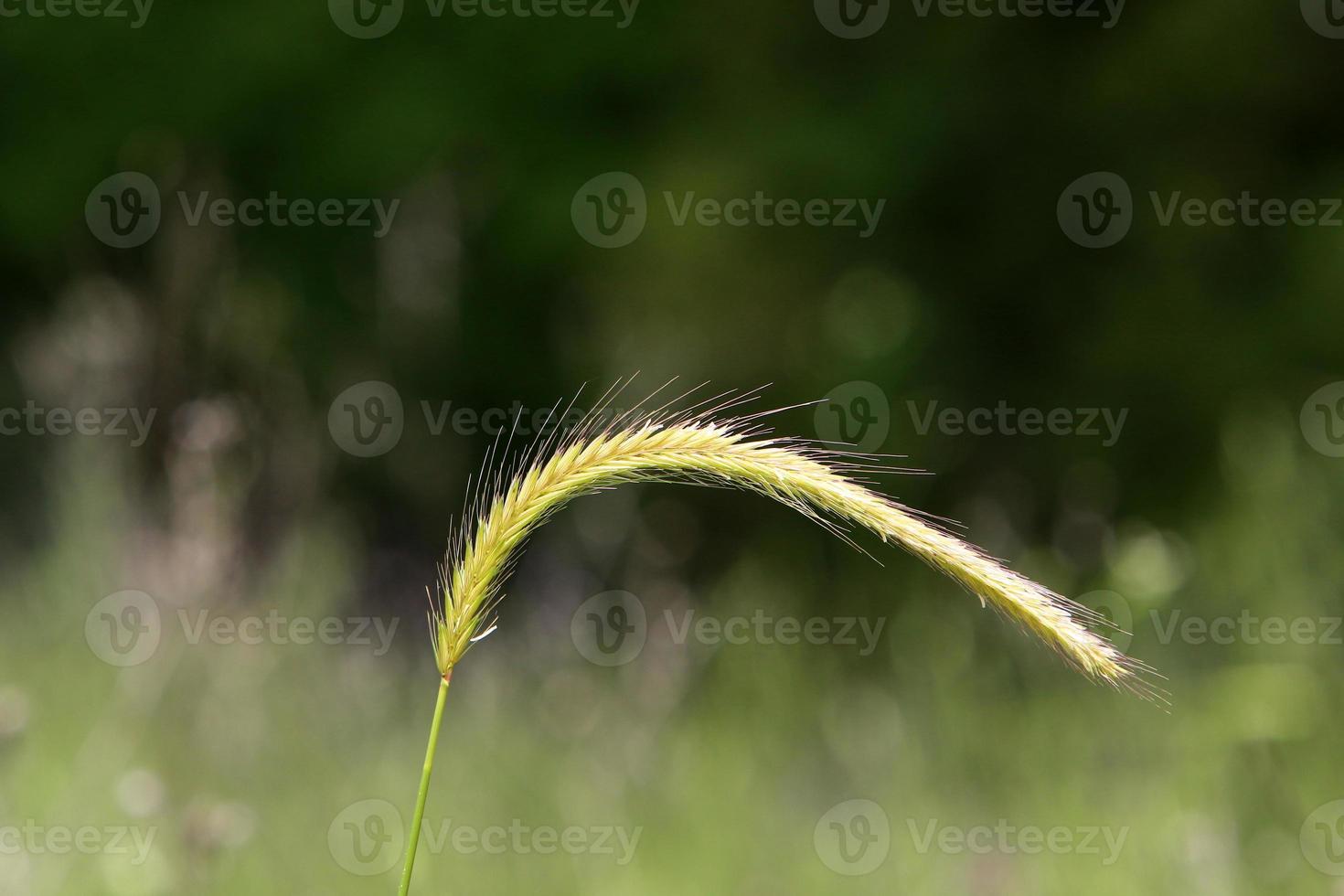 espiguillas de campo flores secas naturales de 80 centímetros de altura. foto