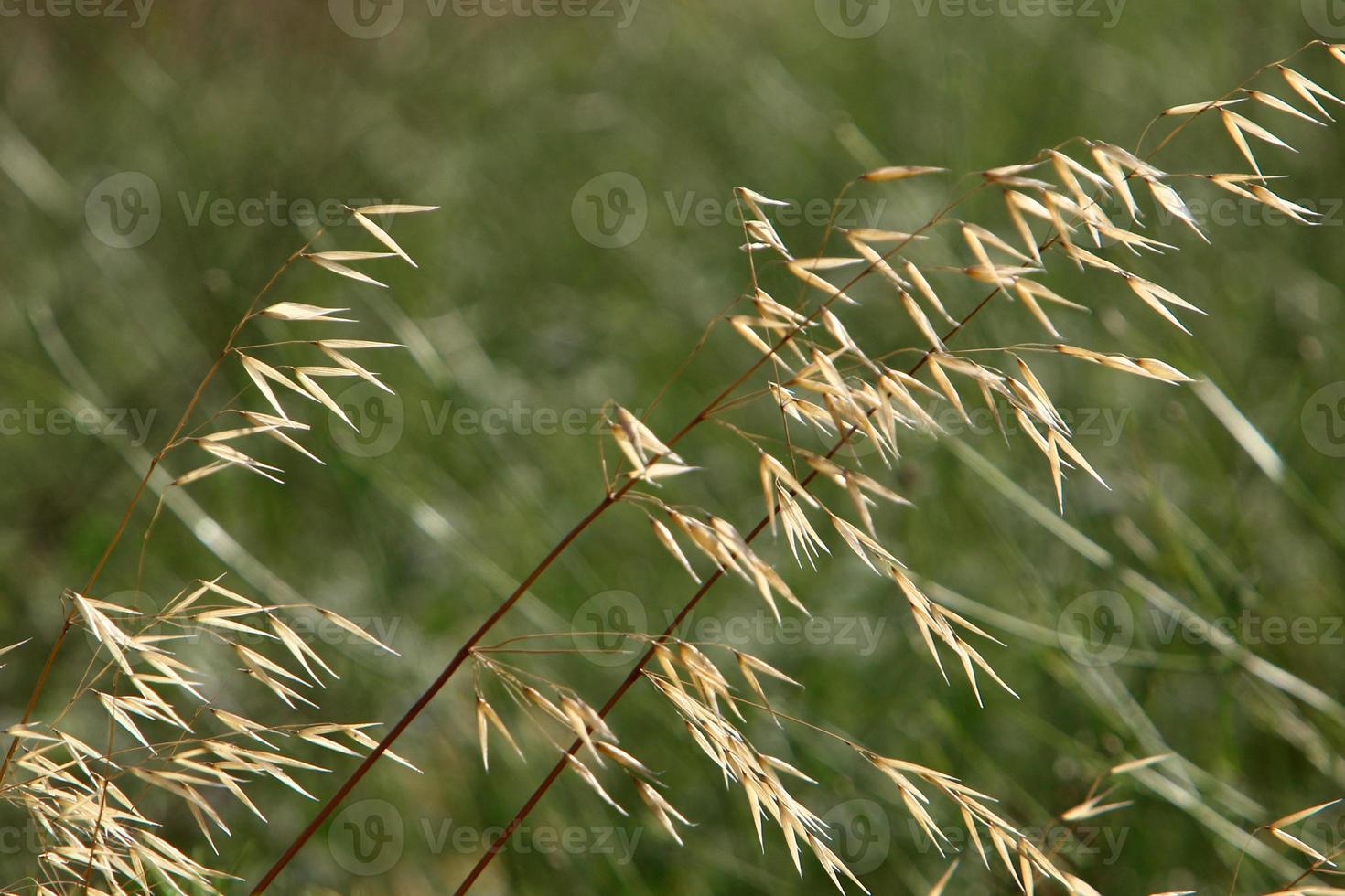 Field spikelets natural dried flowers 80 centimeters high. photo