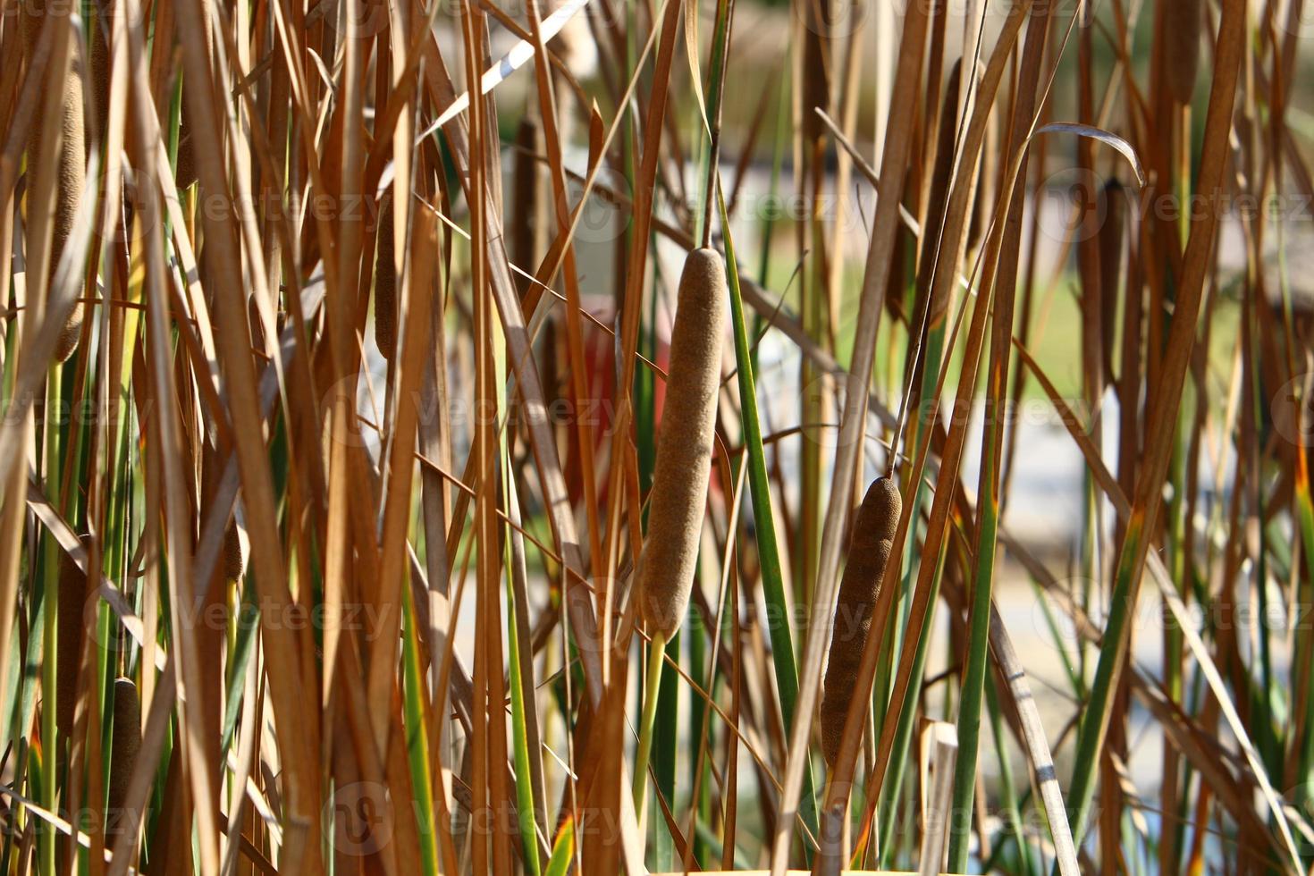 Field spikelets natural dried flowers 80 centimeters high. photo