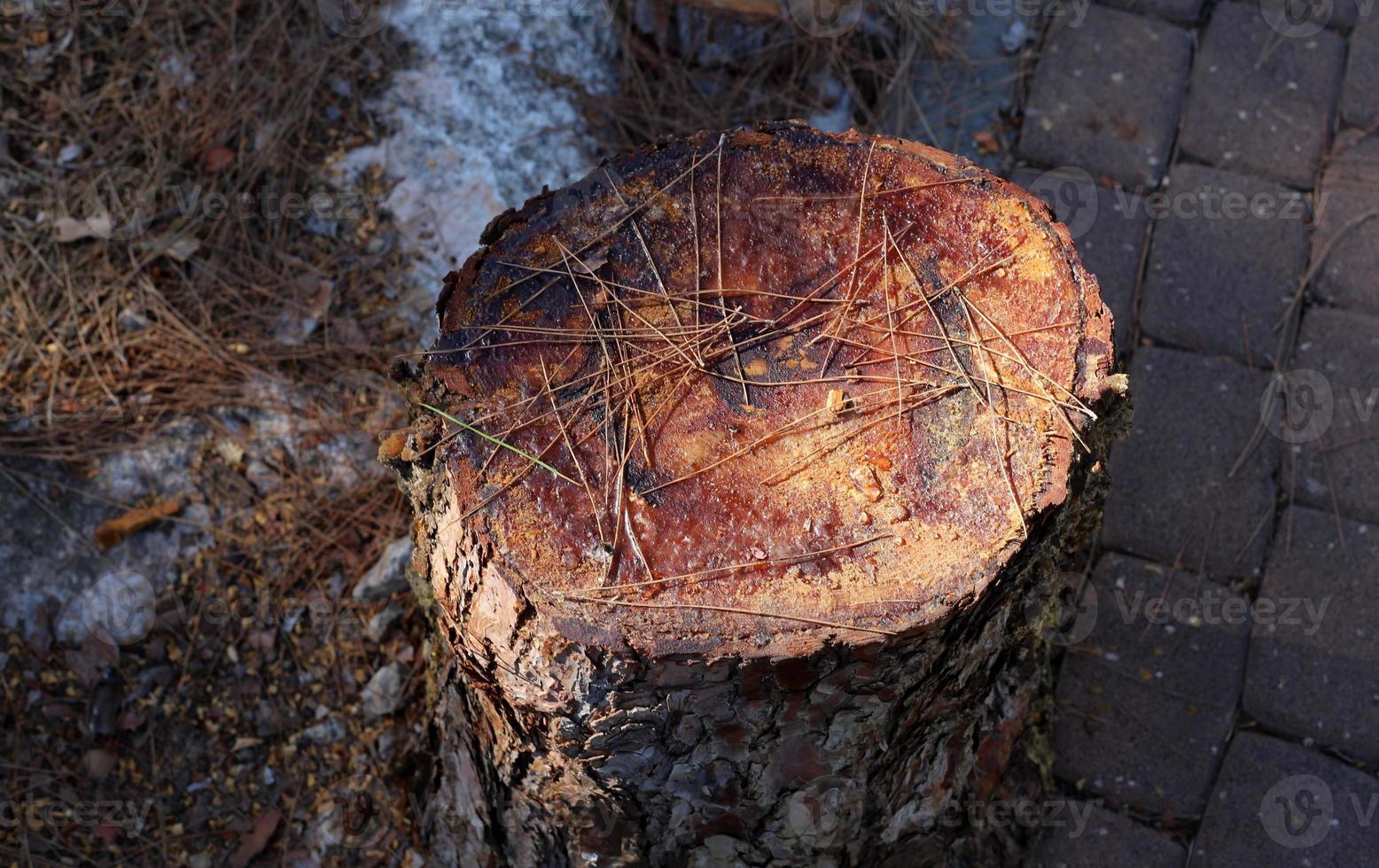 An old stump is a small part of a felled tree trunk. photo