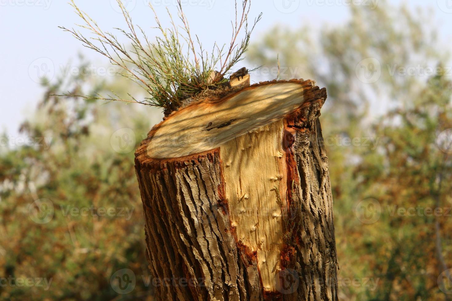 An old stump is a small part of a felled tree trunk. photo