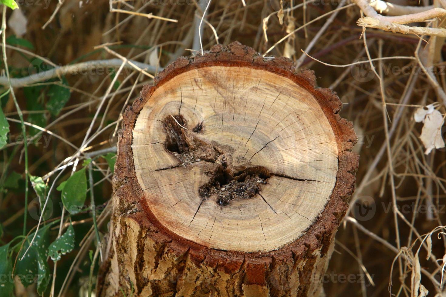 un tocón viejo es una pequeña parte de un tronco de árbol talado. foto