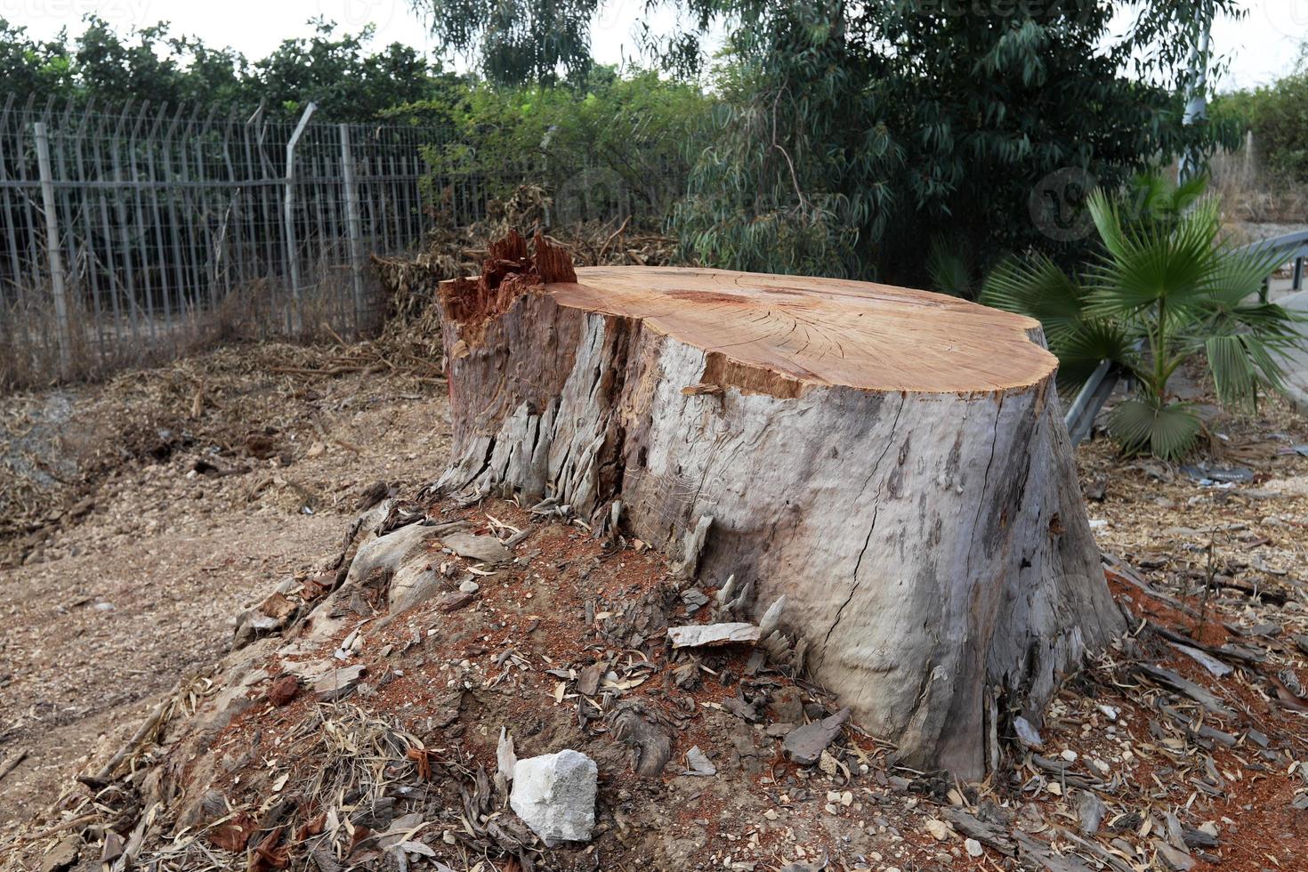 An old stump is a small part of a felled tree trunk. photo