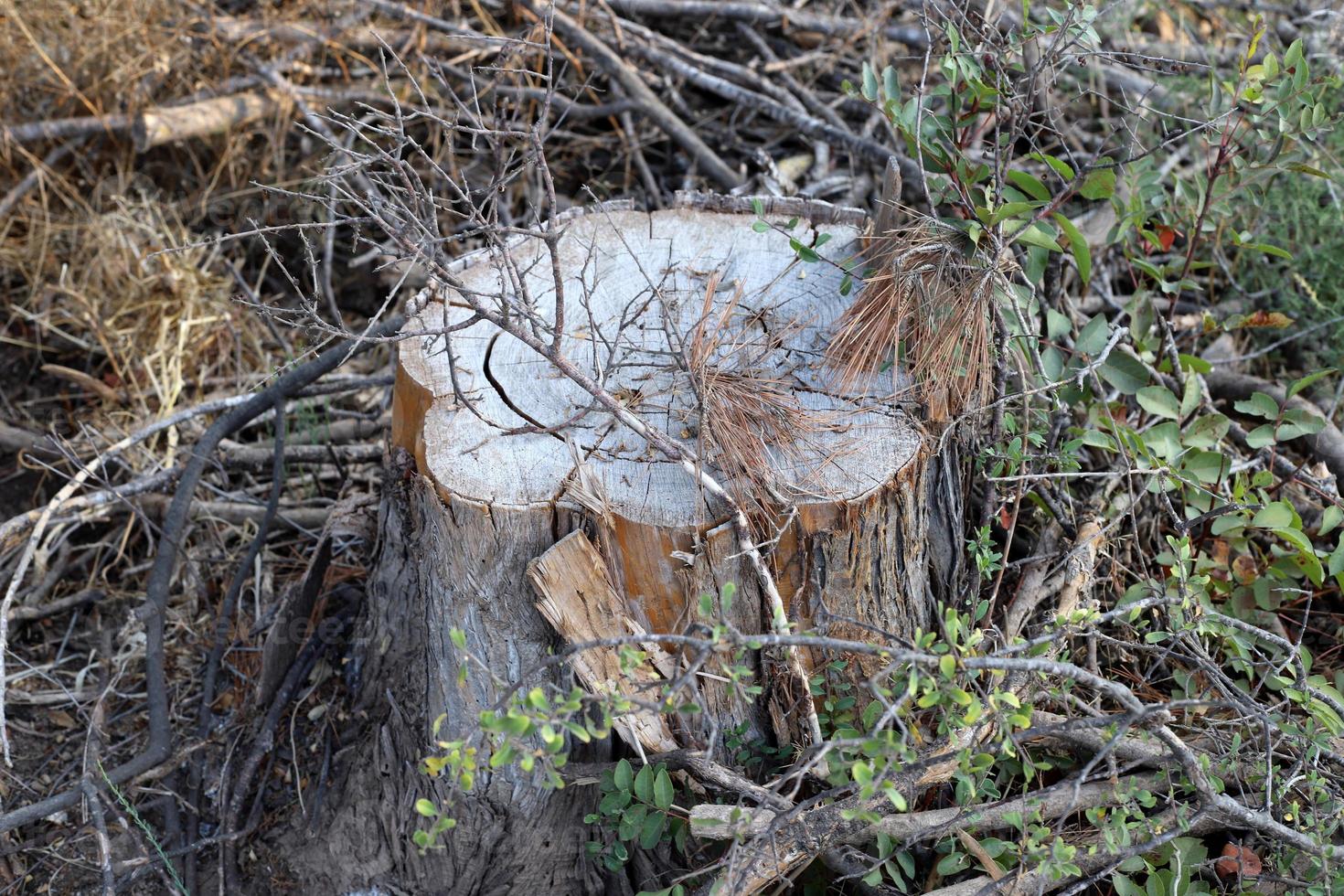 An old stump is a small part of a felled tree trunk. photo